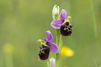 Flowers of the Late spider-orchid (Ophrys fuciflora)