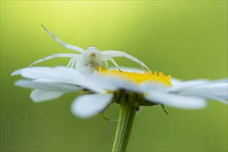 Goldenrod crab spider (Misumena vatia) in lurking position on daisy flower