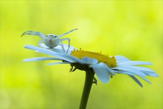 Goldenrod crab spider (Misumena vatia) in lurking position on daisy flower
