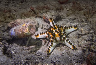 Knotted roller starfish (Protoreaster nodosus)