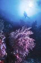 Knotted fan coral (Melithaea ochracea) with divers