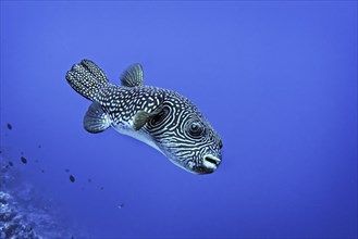 Reticulated Pufferfish (Arothron reticularis) Wakatobi Dive Resort