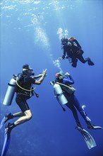 Divers discussing with dive guide while surfacing