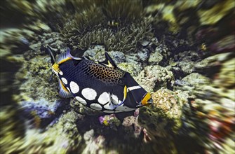 Leopard triggerfish (Balistoides conspicillum) with cleaner wrasse and cleaner shrimp