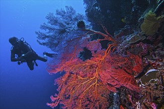 Red knotted sea fan (Melithaea ochracea)