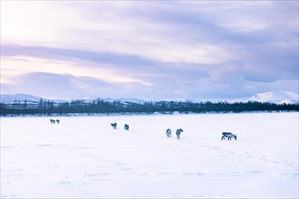 Reindeer on frozen lake