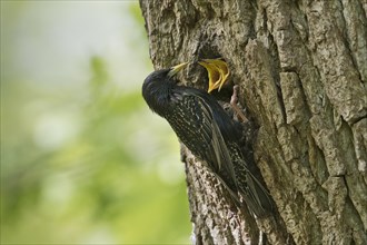 Starling (Sturnus vulgaris)