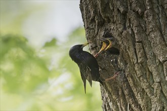 Starling (Sturnus vulgaris)