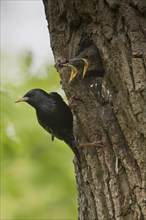 Starling (Sturnus vulgaris)