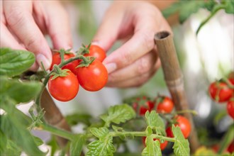 Woman picking ripe cherry tomatoes on the vine in the garden