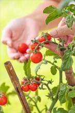 Woman picking ripe cherry tomatoes on the vine in the garden