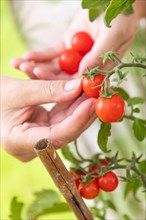 Woman picking ripe cherry tomatoes on the vine in the garden