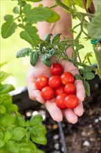 Woman picking ripe cherry tomatoes on the vine in the garden