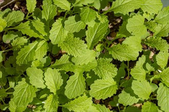 Young plants of Black Mustard (Brassica nigra)