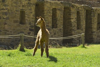 Young alpaca (Vicugna pacos) in front of the Inca ruins