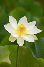 Lotus (Nelumbo) lotus flower