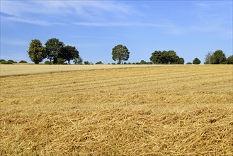 Grain fields