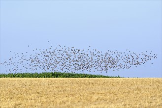 Starlings (Sturnus vulgaris)