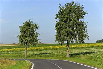 Pears (Pyrus) at a country road