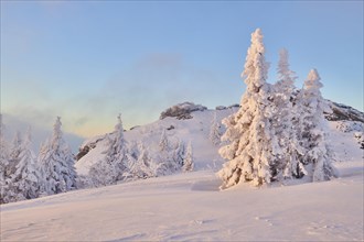 Snowed-in spruces (Picea abies) at morning light in winter on the Arber