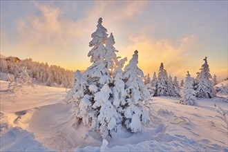 Snowed-in spruces (Picea abies) at sunrise in winter on the Arber