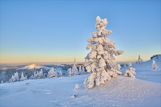Snowed-in spruces (Picea abies) at sunrise in winter on the Arber