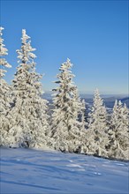Spruce forest (Picea abies) in winter