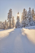 Spruce forest (Picea abies) in winter