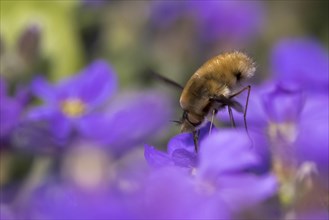 Bee fly (Bombyliidae) sucks nectar on flower