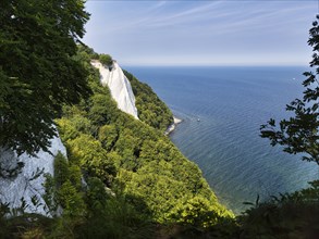 Chalk cliffs with beech forest on Baltic Sea coast