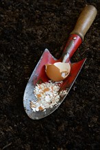 Crushed eggshells on garden shovel