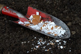 Crushed eggshells on garden shovel