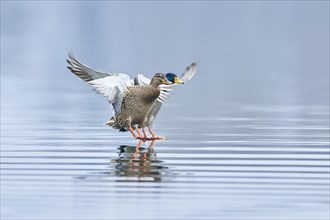 Mallard (Anas platyrhynchos) female landing in a lake