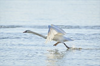 Mute swan (Cygnus olor) takes off from water