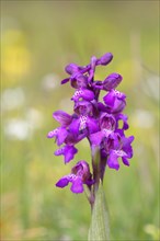 Green-winged orchid (Orchis morio)