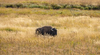 American Bison (Bison bison) in tall grass