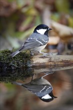 Coal tit (Periparus ater) reflected in water
