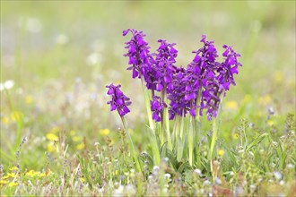 A group of Small Orchid (Anacamptis morio) blooms in a meadow