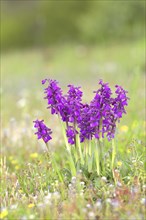 A group of Small Orchid (Anacamptis morio) blooms in a meadow