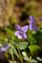 Wood violet (Viola riviniana)