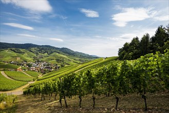 Vineyards near Durbach