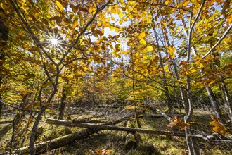 Light beech forest with lying wood in autumn