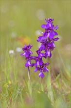 Green-winged orchid (Anacamptis morio) blooms in a meadow