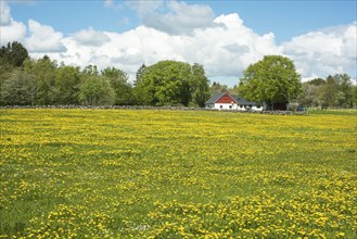 Pasture meadow with dandelion (Taraxacum officinale) flowers in springtime at Kivik