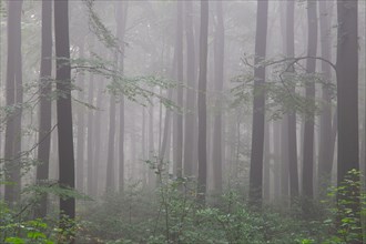 Beech forest in early morning mist