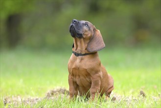 Hannoverscher Schweisshund (Canis lupus familiaris)