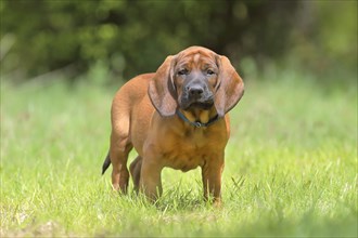 Hannoverscher Schweisshund (Canis lupus familiaris)