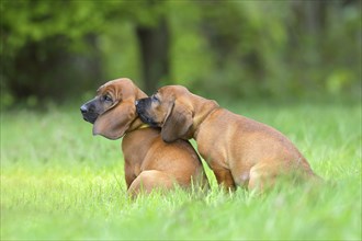 Hannoverscher Schweisshund (Canis lupus familiaris)