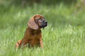 Hannoverscher Schweisshund (Canis lupus familiaris)