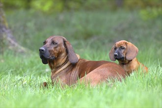 Hannoverscher Schweisshund (Canis lupus familiaris)